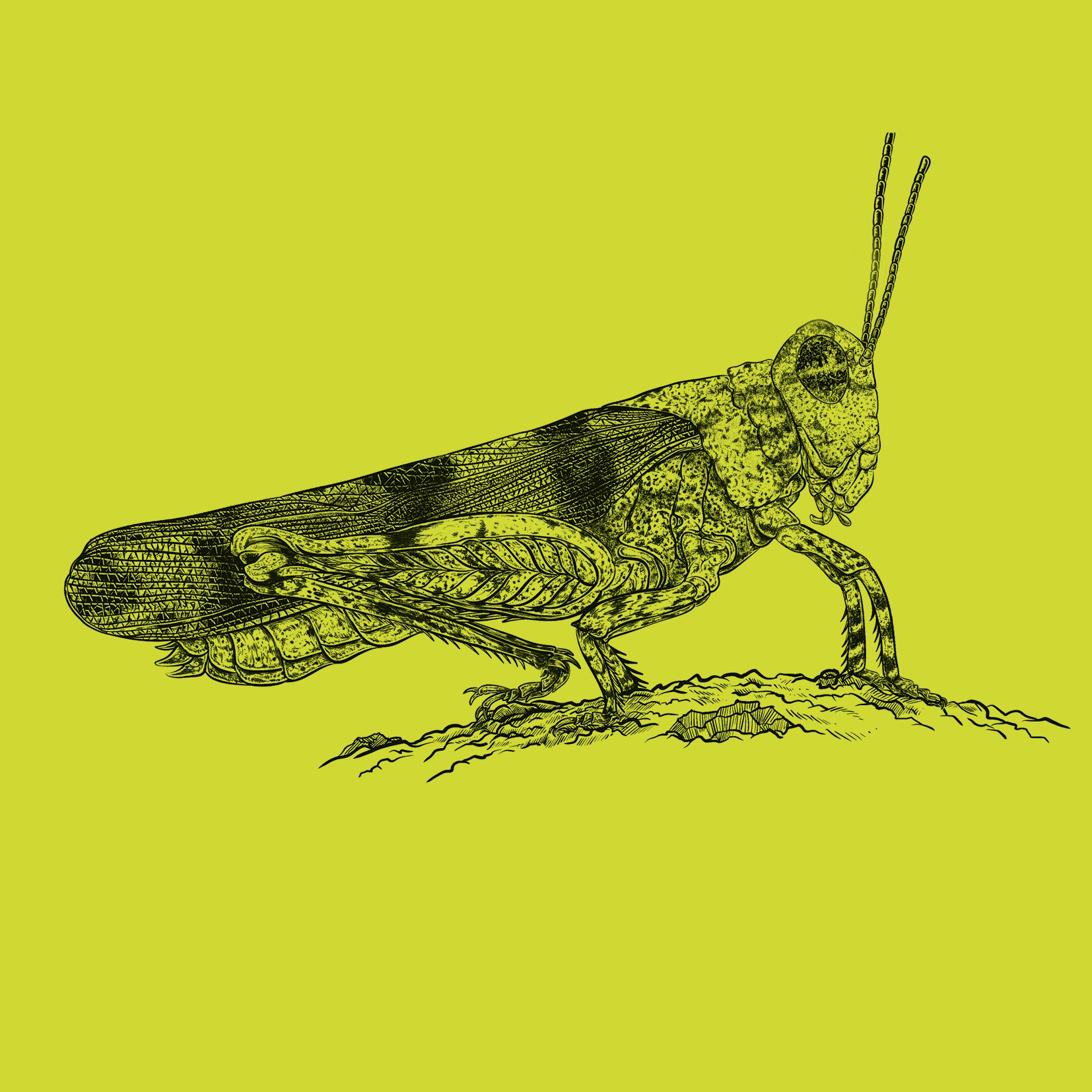 Grafik einer Heuschrecke im Profil auf grünem Hintergrund.