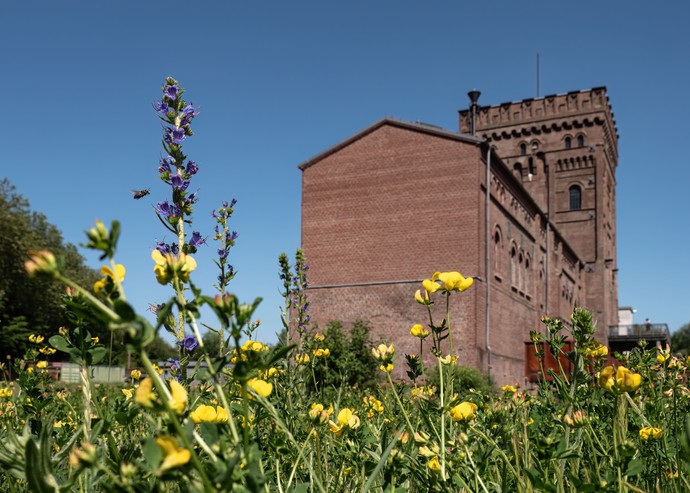 Im Vordergrund grüne Wiese mit gelben Blüten, dahinter die Zeche Hannover mit ihrem Malakowturm