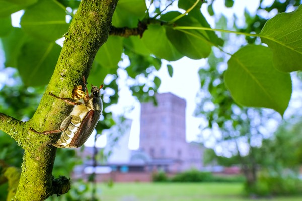 Maikäfer an einem Ast. Im Hintergrund der Malakowturm der Zeche Hannover.