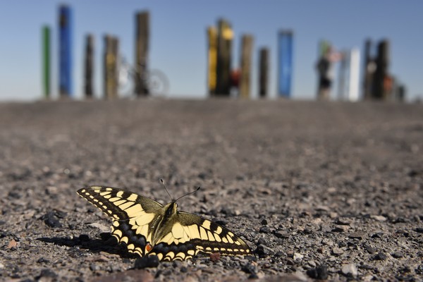 Schmetterling auf einer Halde. Im Hintergrund Stelen einer künstlerischen Installation.