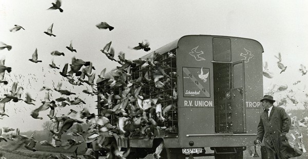 Wagon aus dem Brieftauben fliegen