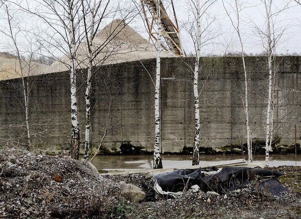 Birken vor einer Betonmauer am Hafen Grimberg in Gelsenkirchen-Bismarck. Foto: Joachim Schumacher.