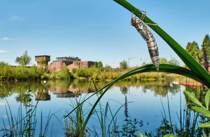 Larvenhaut einem Schilfgrasstengel am Ufer der Aa in Bocholt. Im Hintergrund die Spinnerei des Textilwerks. Foto: Klaus Rieboldt