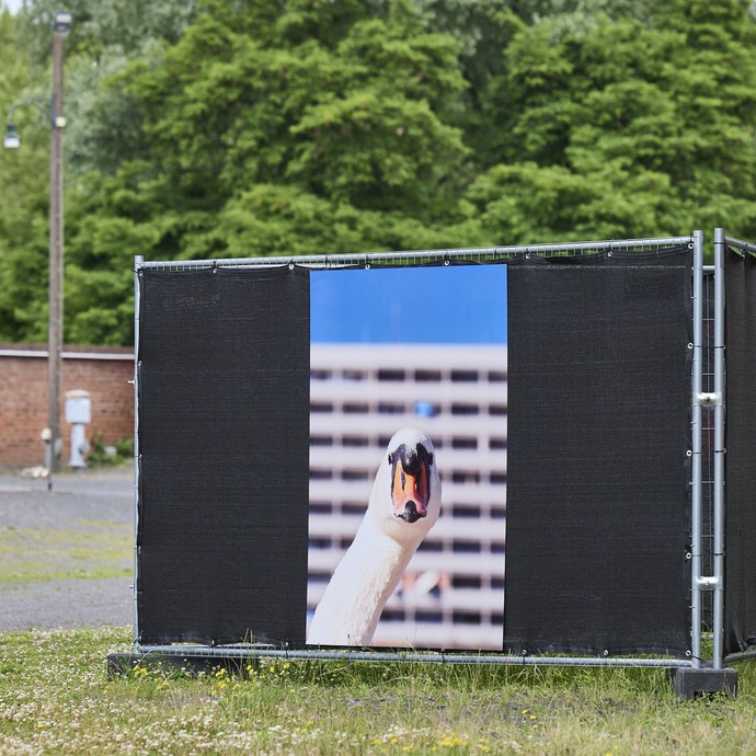 Zaunelement mit einer Tierfotografie auf dem Gelände der Zeche Hannover. (vergrößerte Bildansicht wird geöffnet)