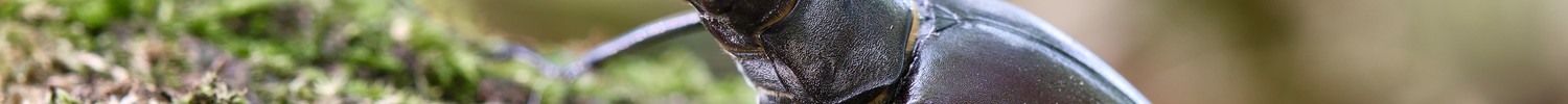 Hirschkäfer auf einem bemoosten Baumstamm, sich leicht aufrichtend.