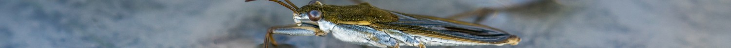 Der Gemeine Wasserläufe sitzend auf der Wasseroberfläche.