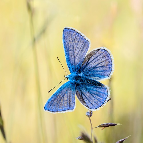 Blauer Falter im Flug