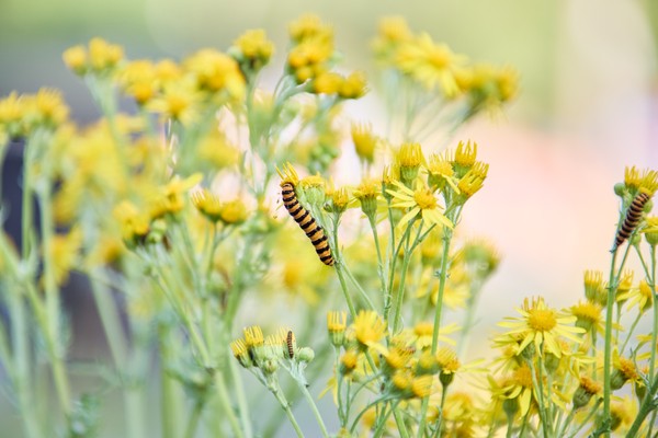 Eine braungelb gestreifte Raupe sitzt auf einer gelben Blüte