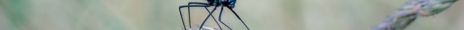 Die Gebänderte Prachtlibelle, eine blau glänzende Libelle, auf einem Halm sitzend.