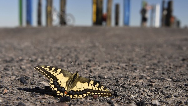 Schmetterling auf einer Brachlandschaft