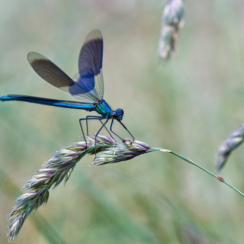 Libelle sitzend auf einem Halm
