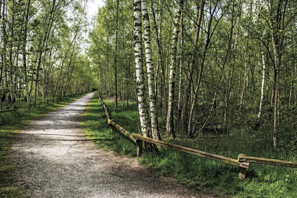 Ein Weg führt durch einen Birkenwald