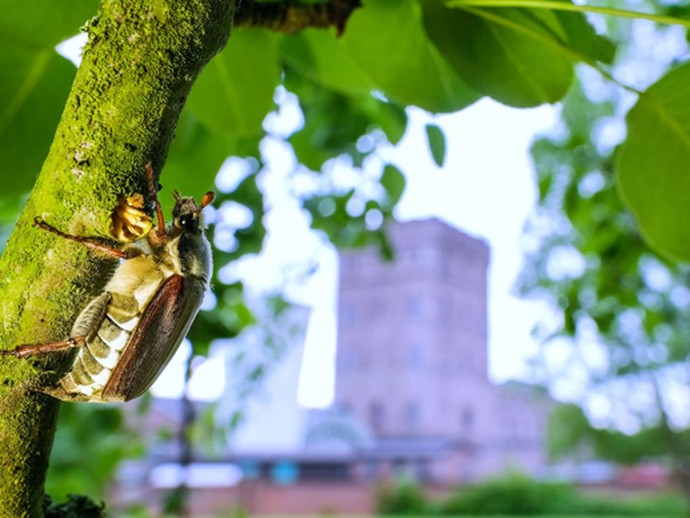 Großaufnahme eines Maikäfers vor der Kulisse der Zeche Hannover. Foto: Klaus Rieboldt Großaufnahme eines Maikäfers vor der Kulisse der Zeche Hannover. Foto: Klaus Rieboldt