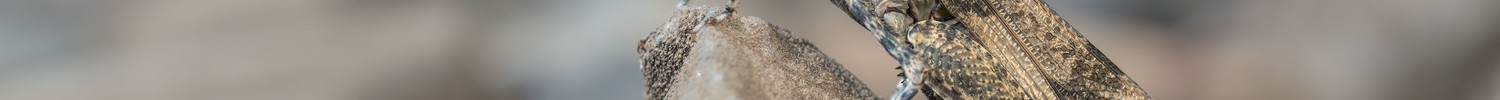 Eine Blauflügelige Sandschrecke auf einem Stein sitzend.